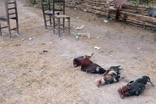 Presencia policíaca inhibe pelea clandestina de gallos en Santa María Coapan