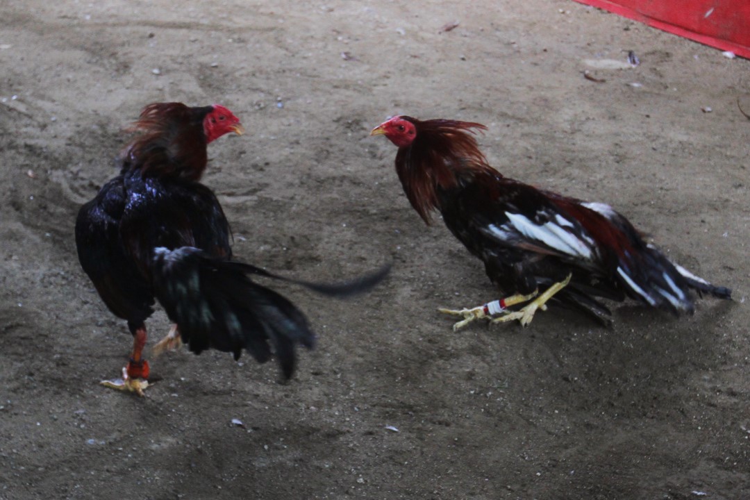 Impulsan iniciativa para sancionar la tauromaquia y peleas de gallos en Puebla