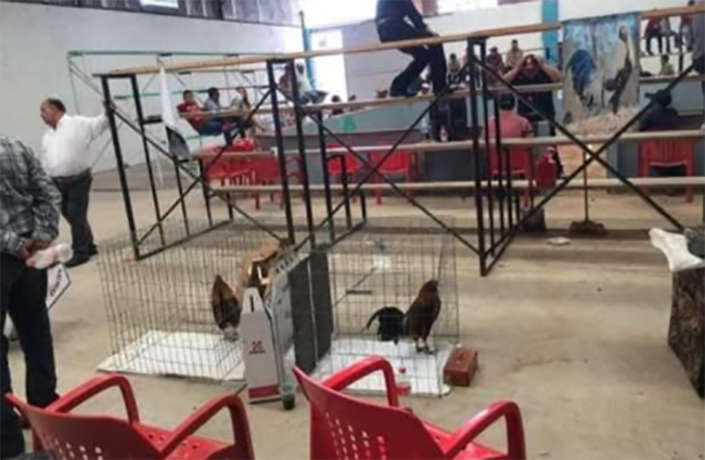 Clausuran pelea de gallos en Santiago Miahuatlán 