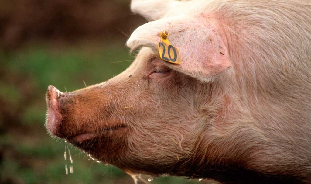 Ganadería intensiva: la bomba silenciosa del sistema alimentario