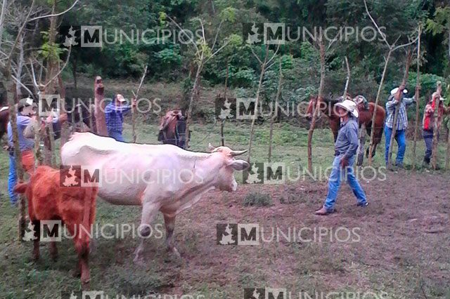 Policía asegura ganado robado en rancho de Hueytamalco