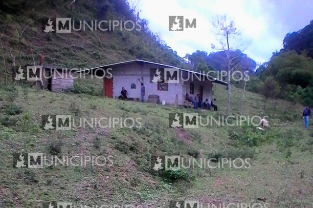 Policía asegura ganado robado en rancho de Hueytamalco