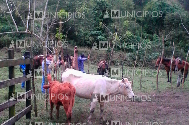 Policía asegura ganado robado en rancho de Hueytamalco