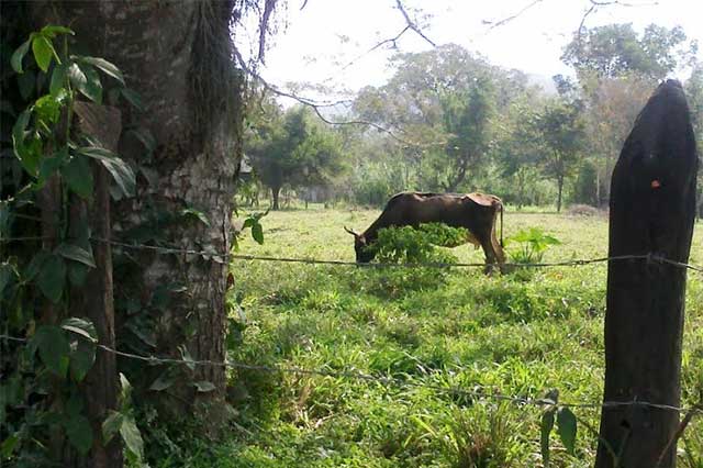 Analiza Huauchinango pagar por la identificación de ganado de productores locales