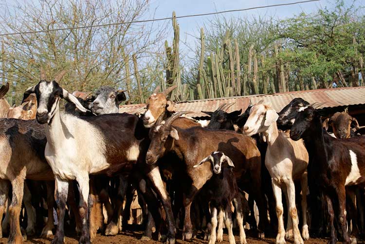 Grupos armados roban cabezas de ganado a plena luz del día en la Mixteca