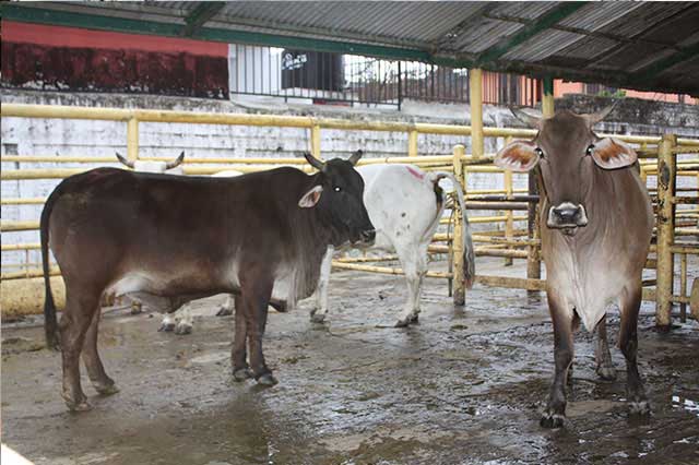 Ganado de la Mixteca está expuesto a contraer rabia por murciélagos