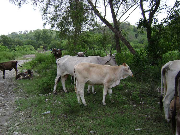 Recuperan en Sierra Norte ganado robado en Veracruz