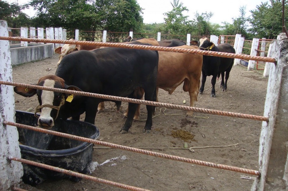 Sujetos armados roban 10 cabezas de ganado valuadas en 100 mil pesos