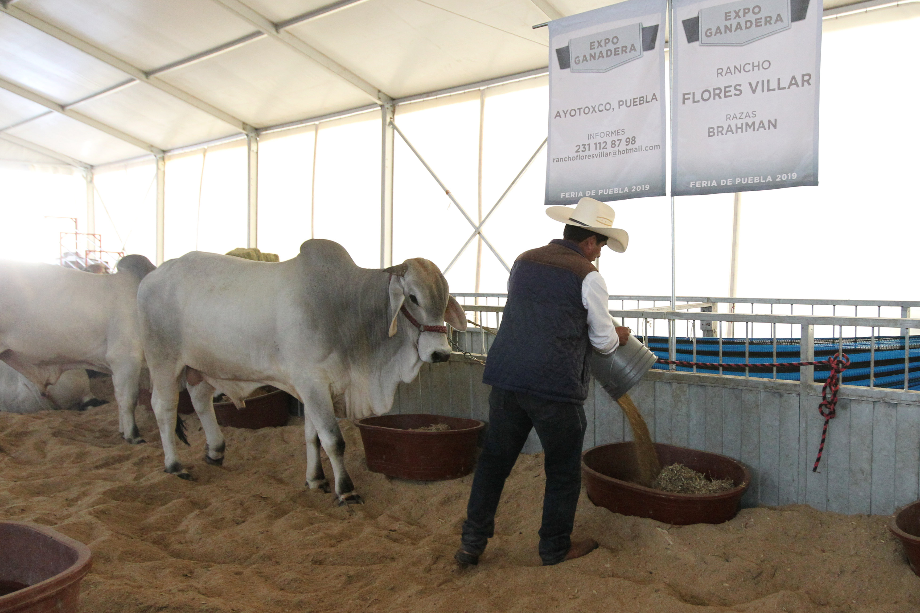 Feria de Puebla impulsa al sector agropecuario y ganadero: productores