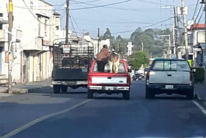 Insisten ganaderos de Texmelucan en instalarse y vender sus animales