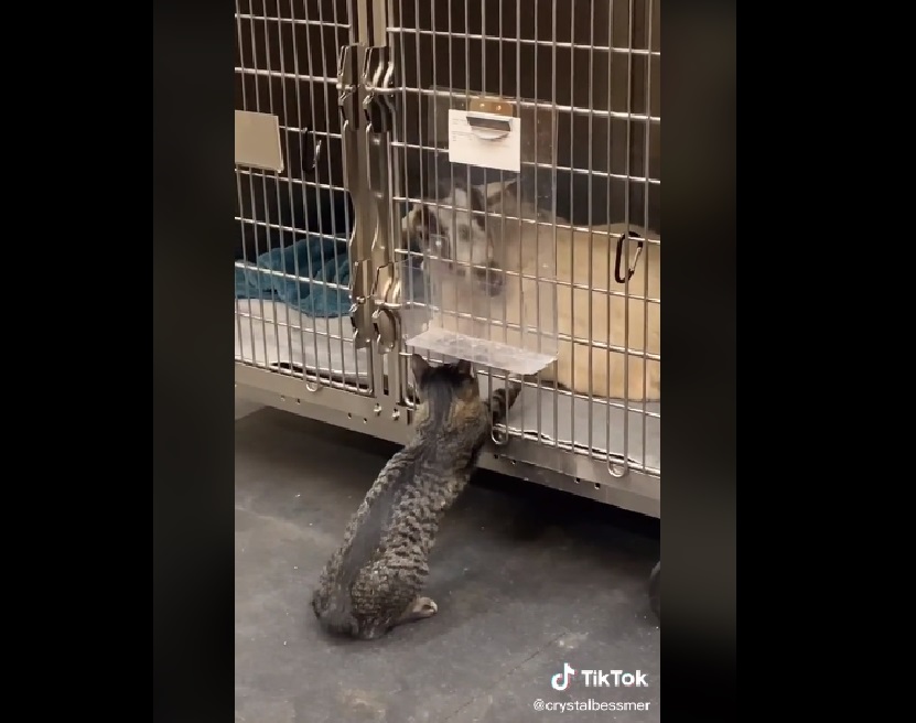 VIDEO Gatito saluda a todos los pacientes del hospital veterinario