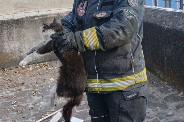 Bomberos salvan a gatitos de incendio en la 10 Poniente