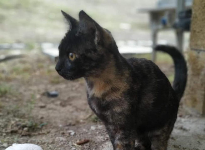 Gatos dados en adopción son usados para rituales de brujería en Atlixco