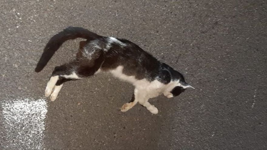 Detienen a atlixquenses por arrastrar a un gato con su auto