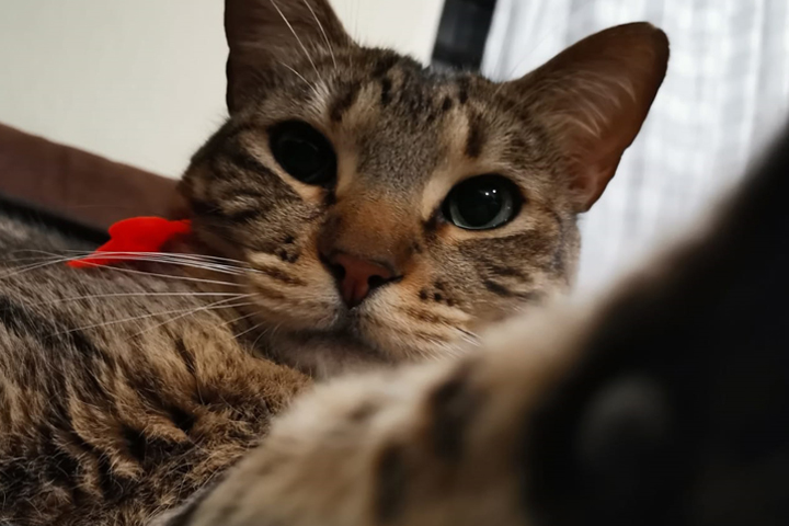 Hoy es el día internacional del gato, te decimos por qué