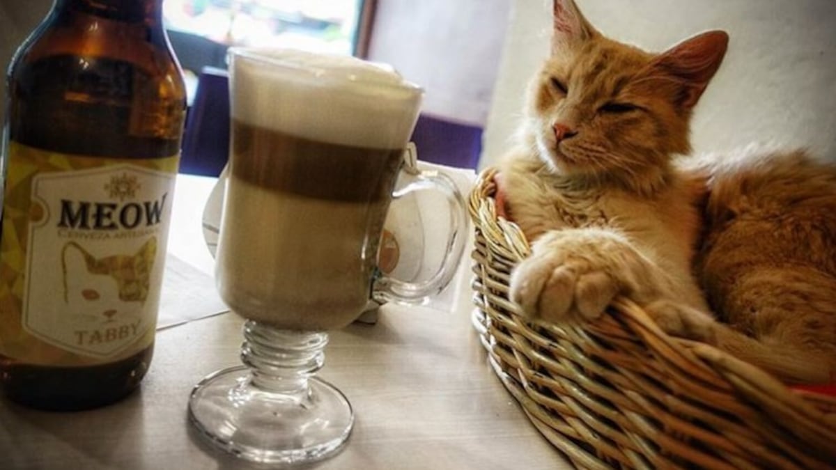 Cafeterías de gatos