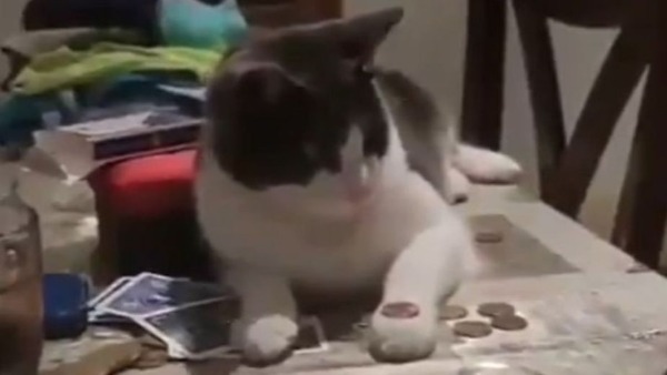 VIDEO Este es el gatito mago que se ha hecho viral con su truco