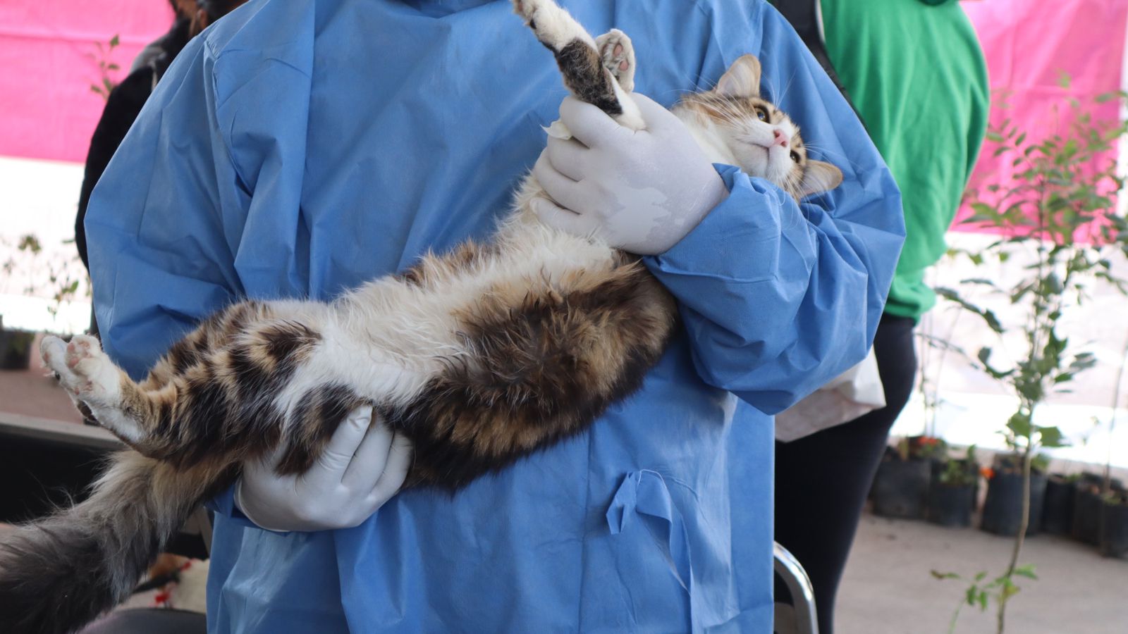 Siguen las Jornadas de Protección Animal en la capital de Puebla