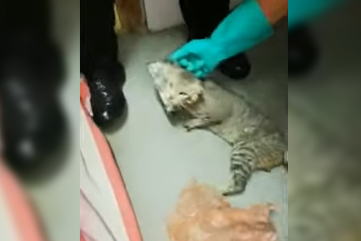 VIDEO Encuentran a gatito que traficaba celulares en cárcel