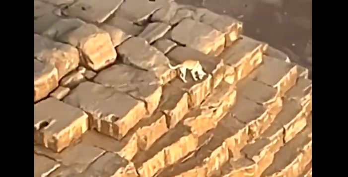 VIDEO ¡Insólito! Captan a perrito en la cima de la pirámide de Giza en Egipto