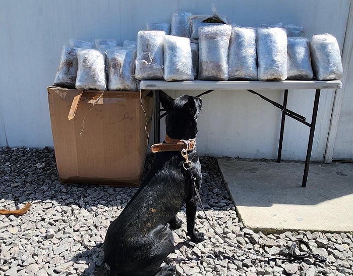 Descubren en Tijuana 40 paquetes de marihuana listos para envío