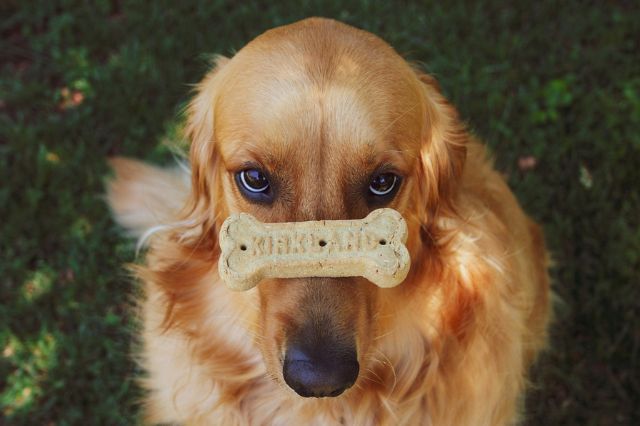 Teddy, el perro que recaudó más de 400 mil dólares por los incendios