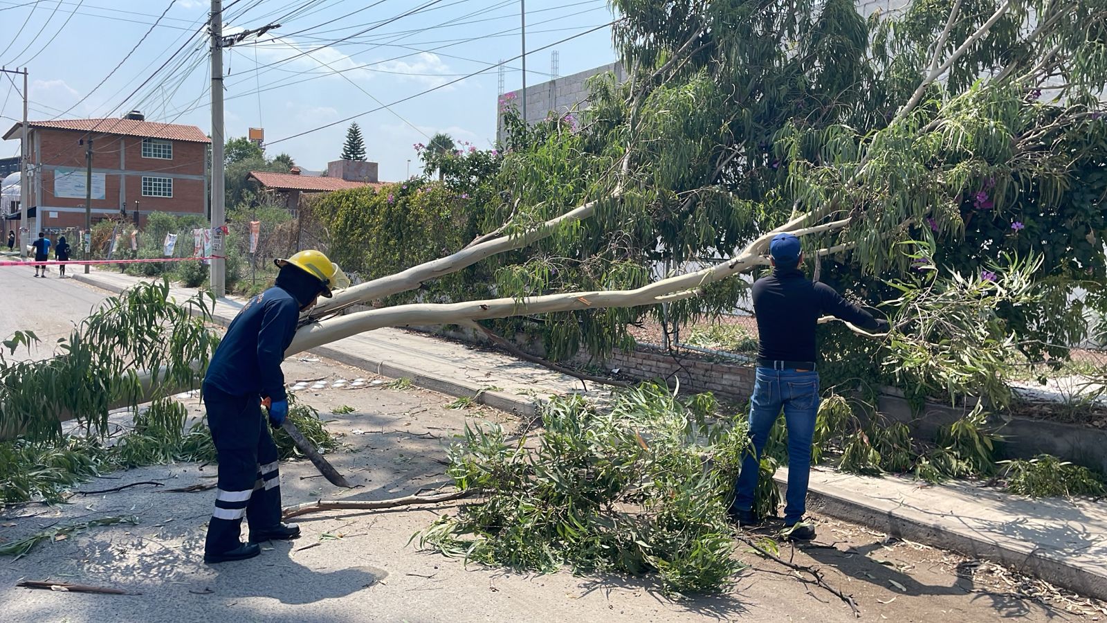 Revisarán en San Pedro Cholula árboles del zócalo ante inicio de temporada de lluvia