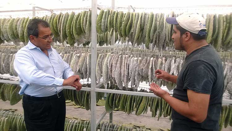 Impulsará SAGARPA producción de grana cochinilla en Puebla