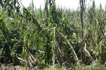 Ya son 100 hectáreas afectadas por granizada en Tlapanalá