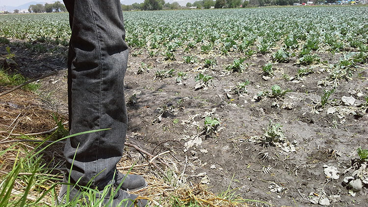 Aumenta a 500 hectáreas dañadas por granizada en Tepeaca