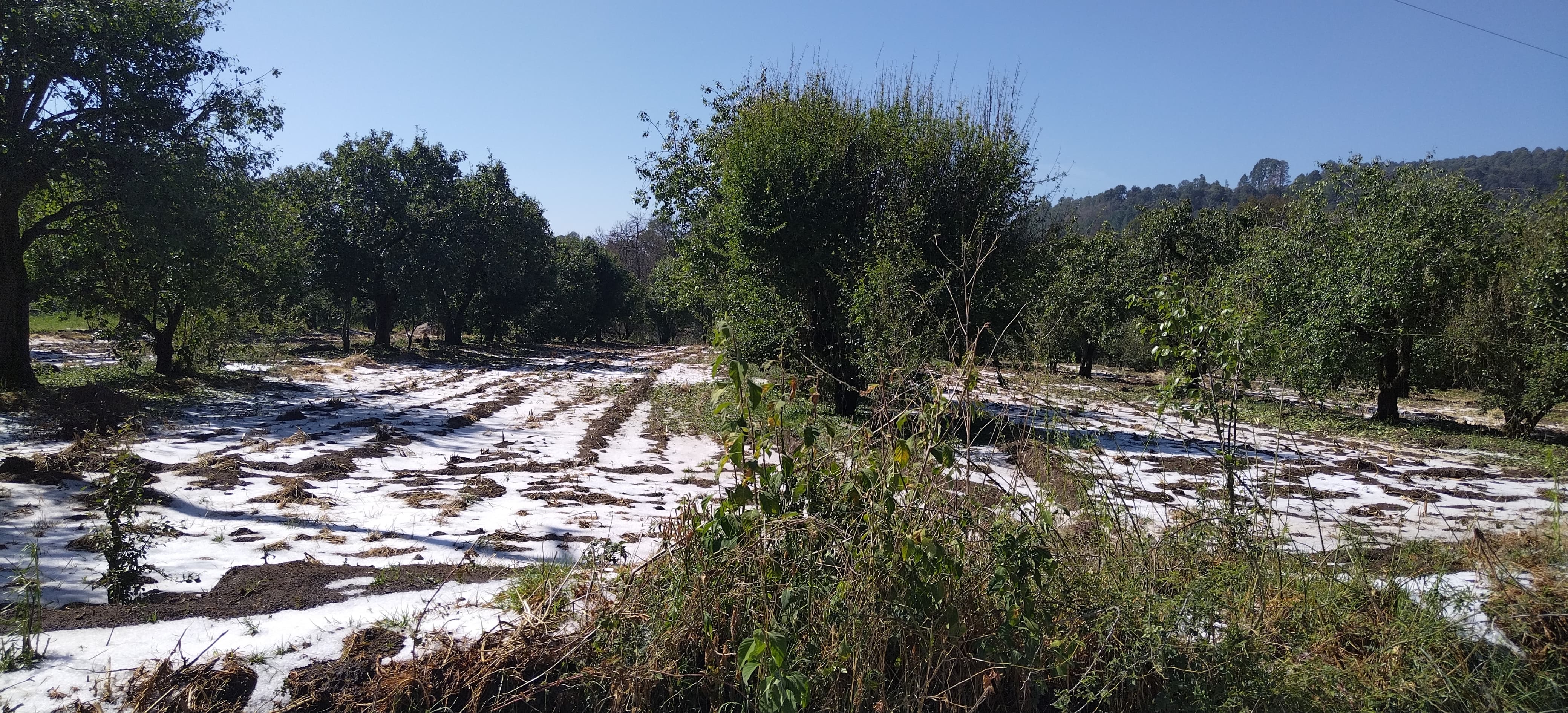 VIDEO Granizo causa estragos a cosechas en San Salvador El Verde
