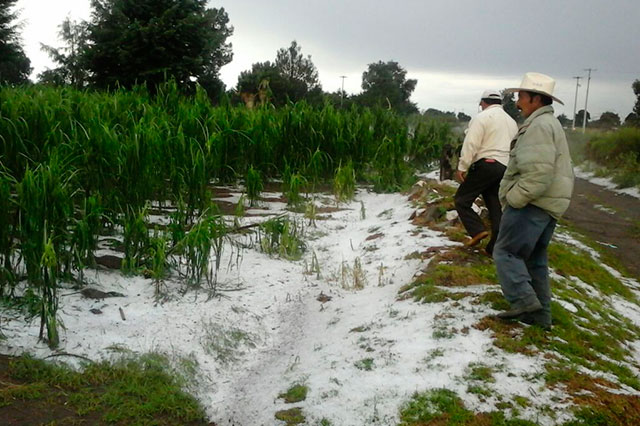Granizo daña hectáreas de cultivos y carreteras en Tlachichuca