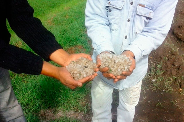 Granizadas afectan cultivos de hortalizas en Tehuiloyocan