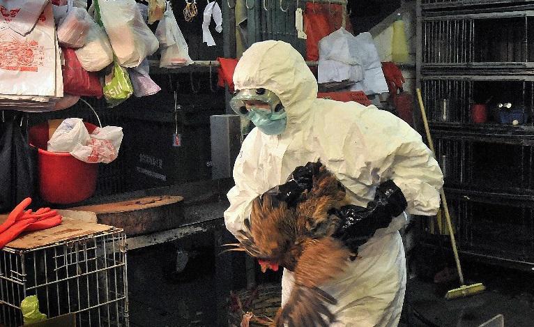 Se registra caso de gripe aviar en humano en Texas