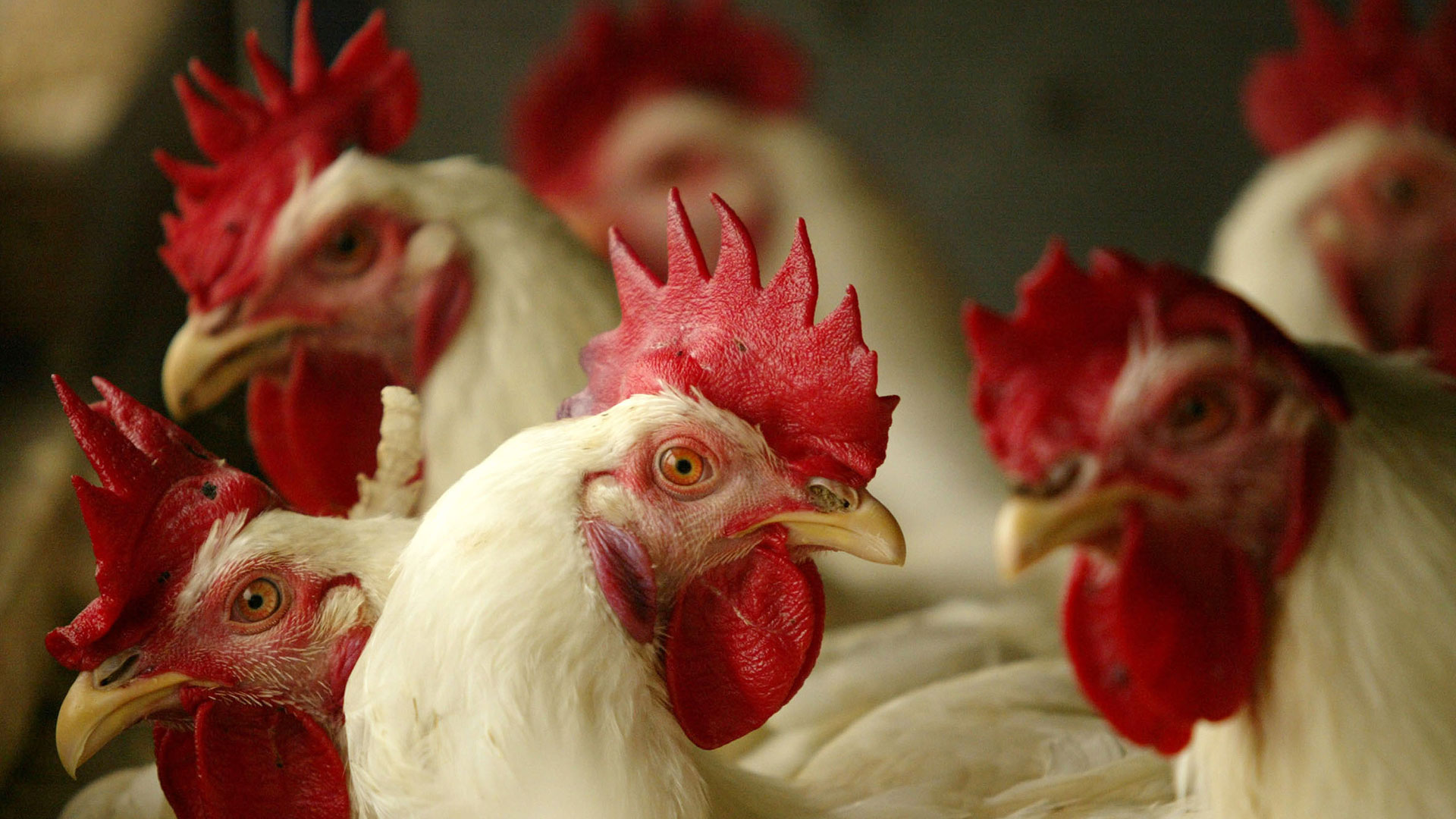Imponen cuarentena a tres granjas de pollo con virus de influenza aviar en México