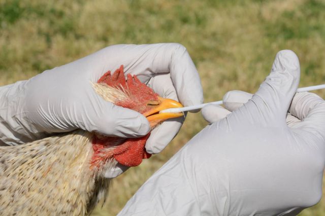 Confirman brote de influenza aviar AH7N3 en granja de Marín, Nuevo León