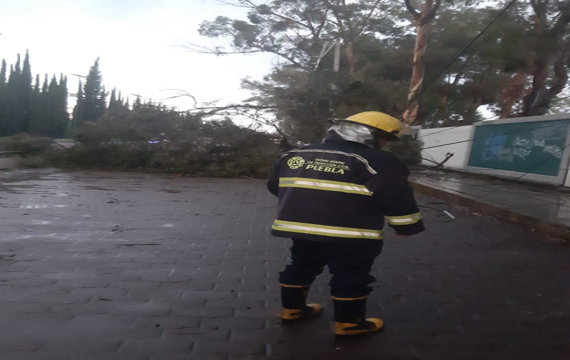 Cae árbol en las inmediaciones de la UTP