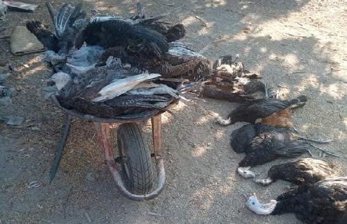 Alarma a habitantes muerte de 45 guajolotes en San Gabriel Chilac