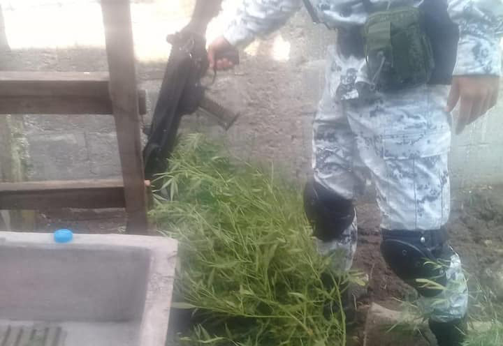 Guardia Nacional incinera matas de marihuana en Izúcar