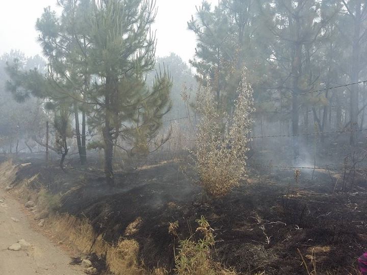 Arrasan termitas y gusano barrenador 80 hectáreas de bosque en Atlixco