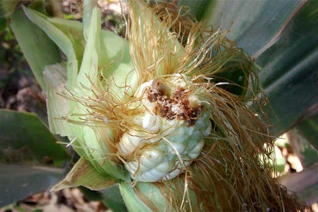 Plaga de gusano afecta la mitad de cultivos de maíz en Tehuacán