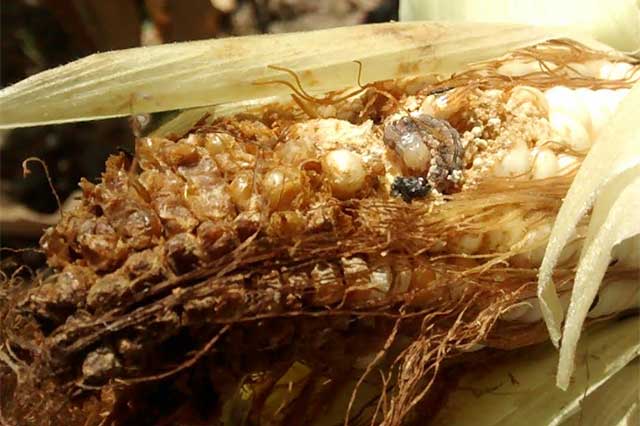 Plaga de gusano afecta la mitad de cultivos de maíz en Tehuacán