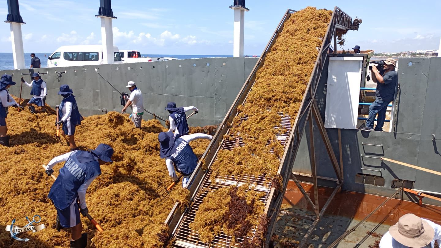 Semar redobla esfuerzos para evitar la llegada de sargazo