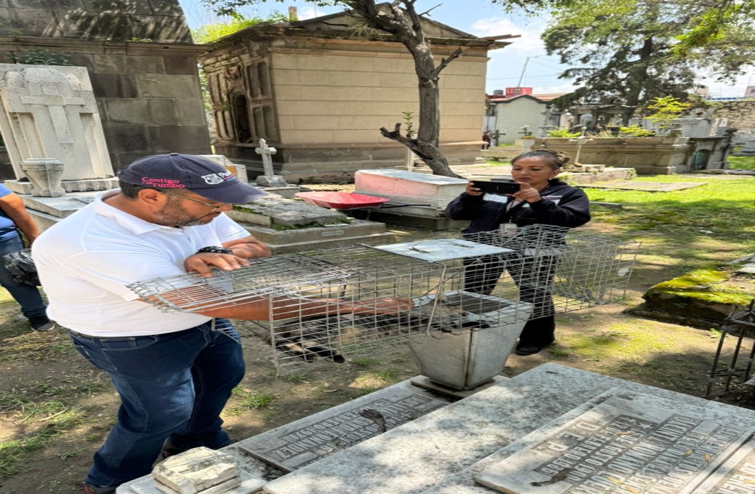 Reportan el abandono de hasta 80 gatos en el Panteón Municipal de Puebla