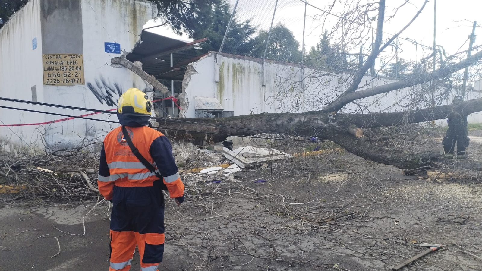 Reporta SSC de Puebla la caída de varios árboles