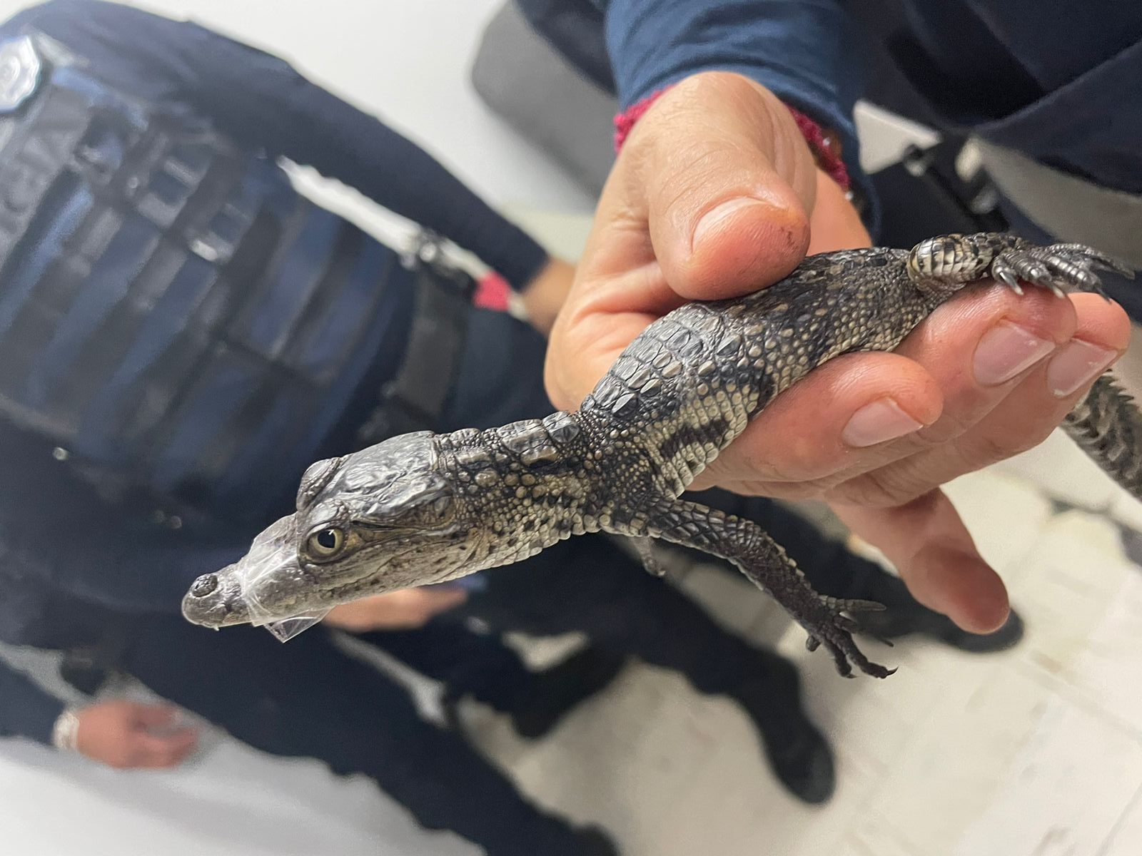 VIDEO Rescatan a cocodrilo bebé que deambulaba en el Metro de la CDMX