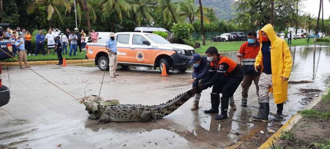 VIDEO Ya pasó John, pero llegaron los cocodrilos a Acapulco