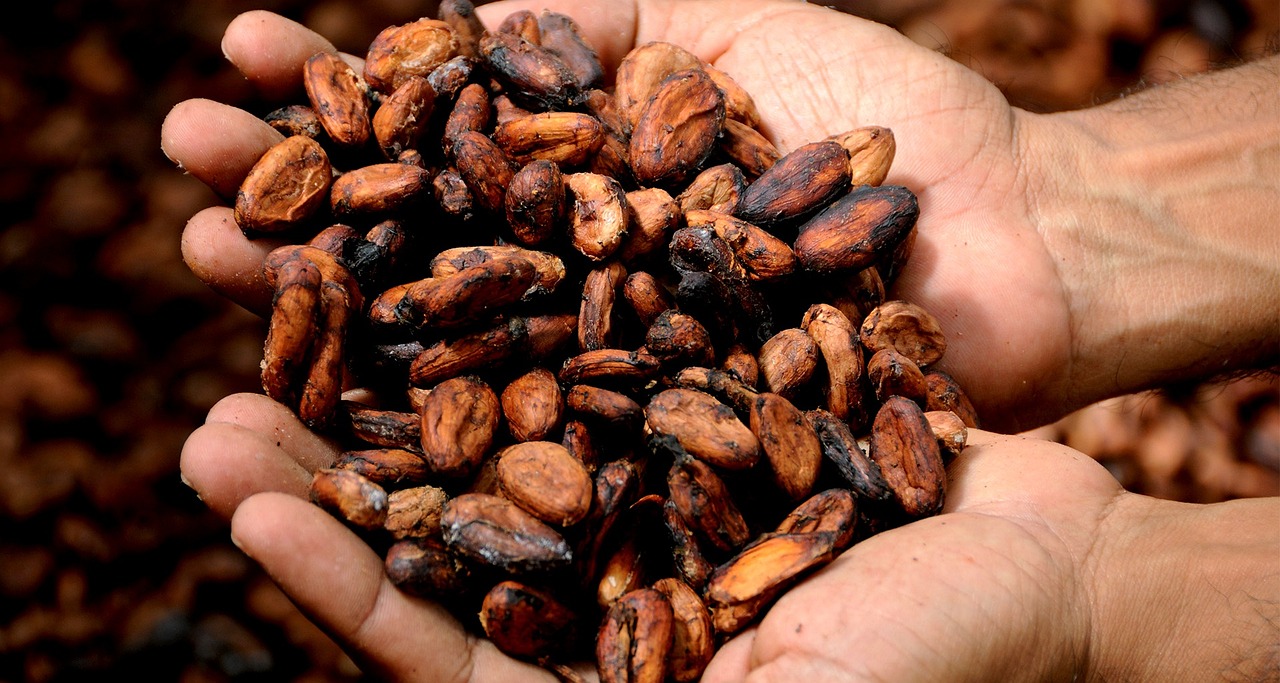 Cacao para todos