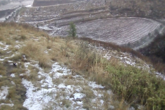 Granizo daña 200 hectáreas de cultivos en Tlalancaleca  