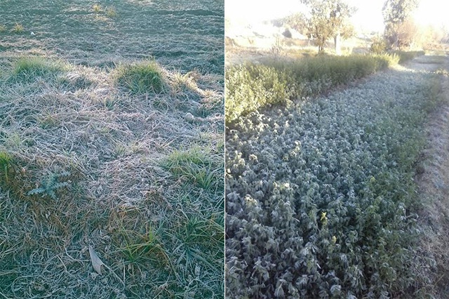 Estiman afectación por heladas en 700 hectáreas de cultivos en Tehuacán